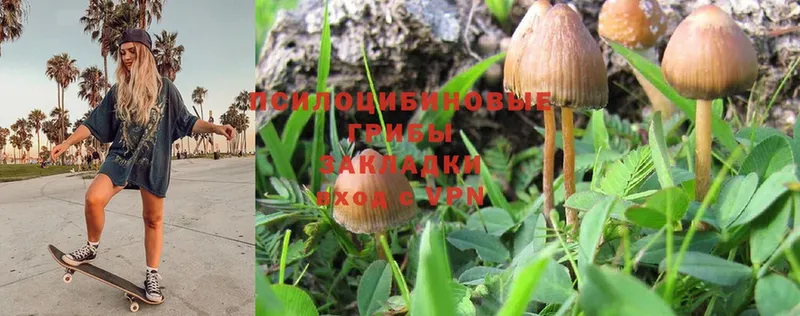 Галлюциногенные грибы Psilocybe  Опочка 